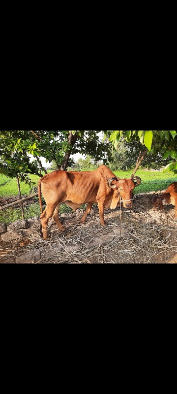 બળદ વેચવાના છે