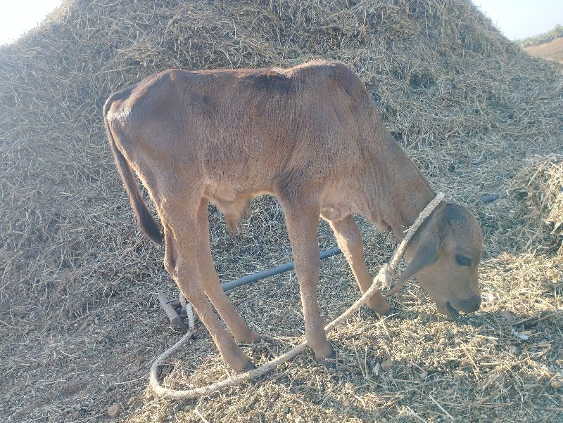 જર્સી અને લાલ ક...