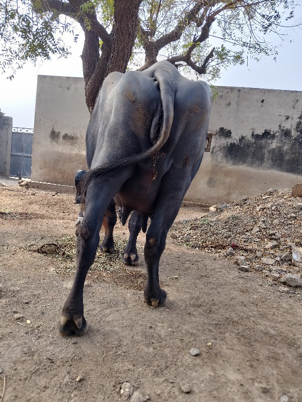 રામદે આહિર