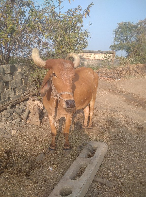 બળદ વેચવાનો છે