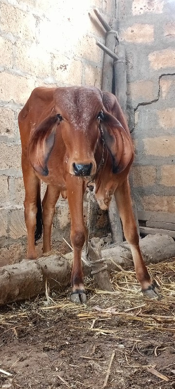 ૧વષૅ ની છે