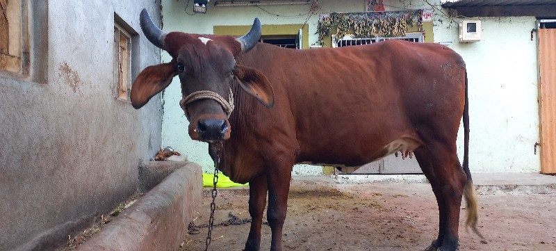 ગાય વેચવાની છે