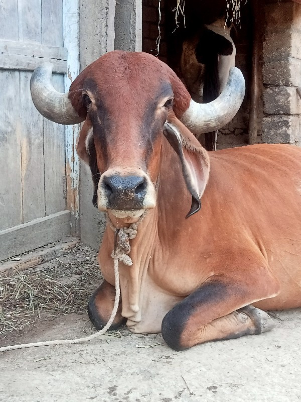 ગાય