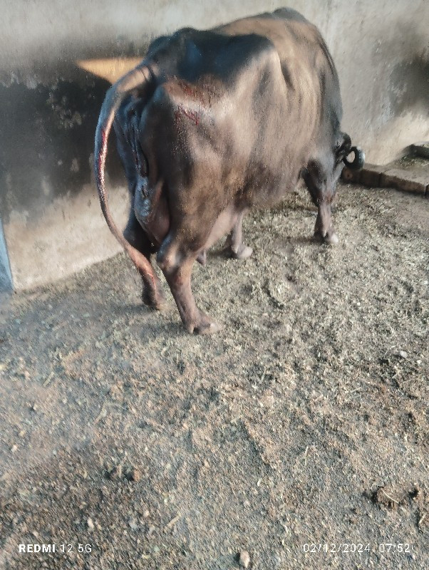 Biju Bhains