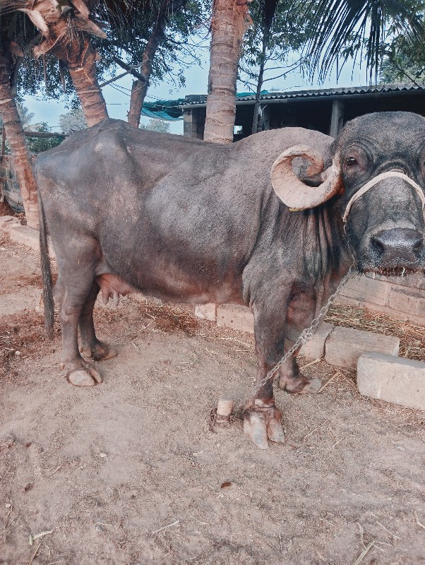 ભેંસ વેસવાની સે