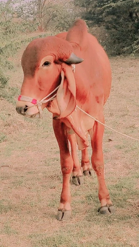 દેવીપુજક