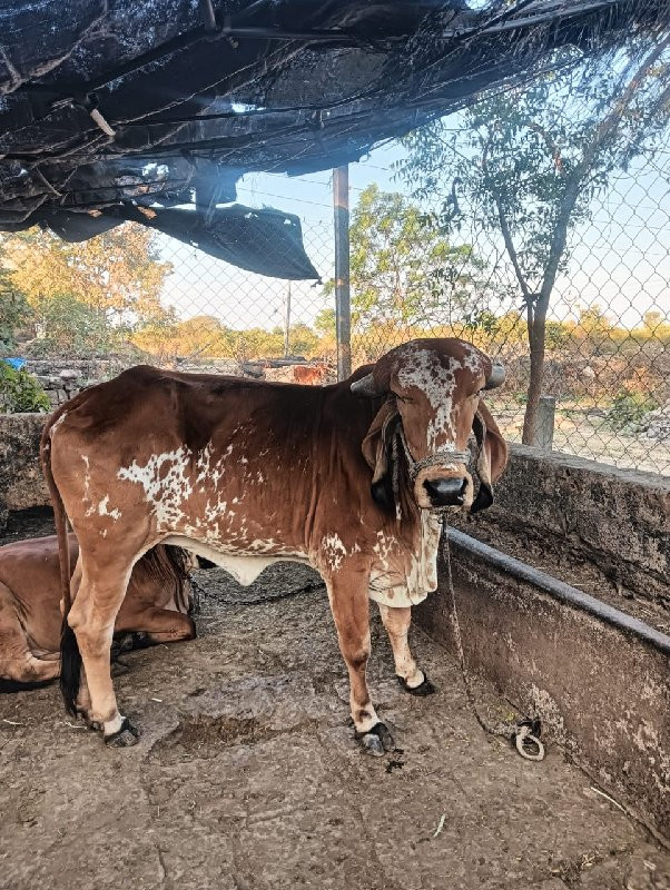 ઓરિજર્નલ ગીર ઓટ...