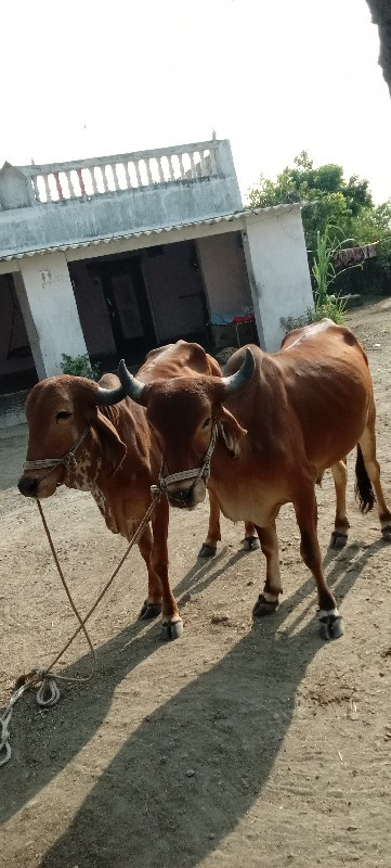 ગોઢલા વેચવાના છ...