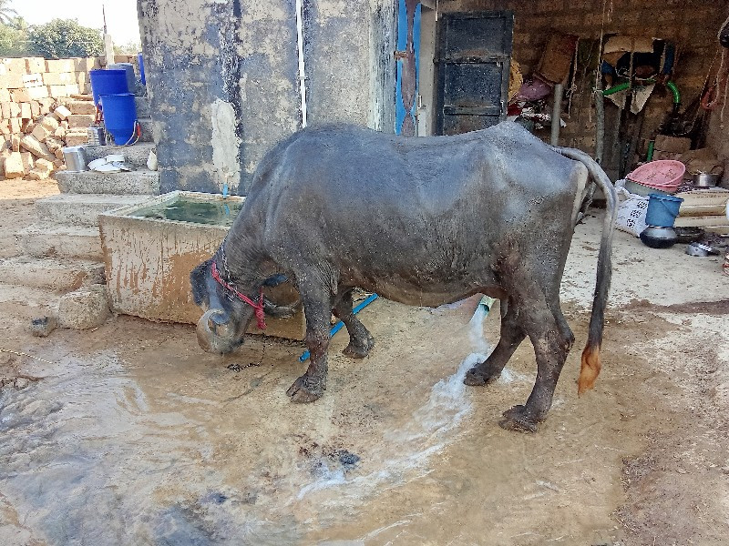 ભેંસ વેચવાની છે