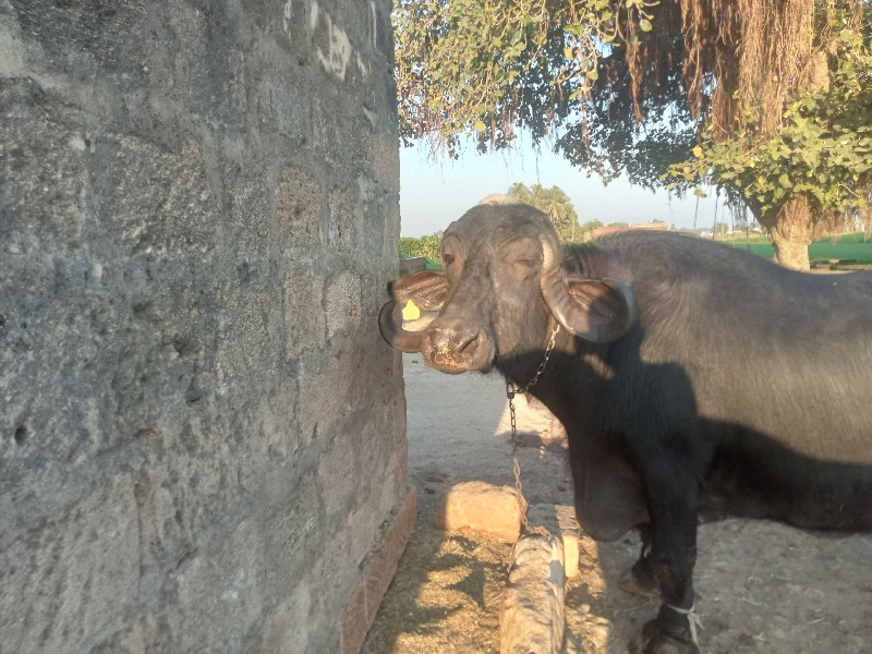 ભેંસ વેસવાની છે