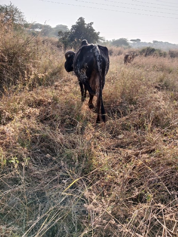 ગાય વેચવાની છે