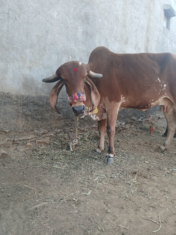 ગાય વેચવા ની છે