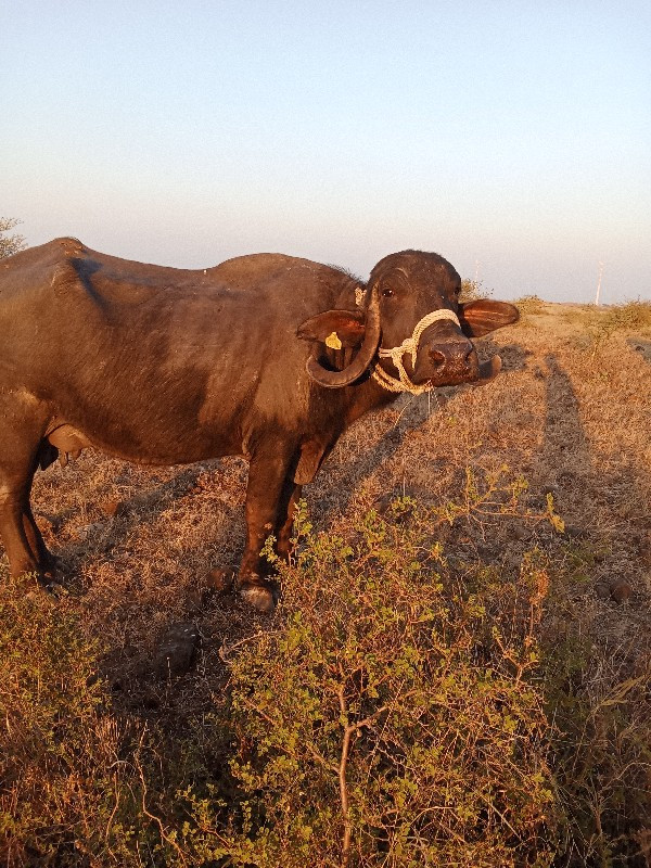 ભેંસ વેચવાની છે...