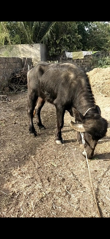 એક પાટી બે ખણેલ...