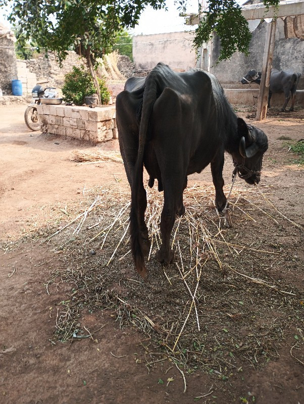 બીજાવૅતરનીખડેલી...