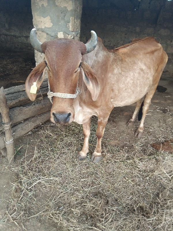 ગાય વેચવાની છે