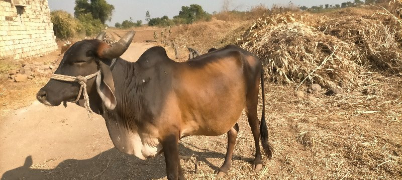 દેશી ગાય વેચવાન...