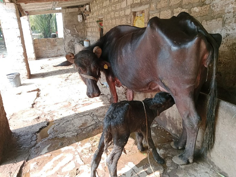 ભેંસ વેચવાની છે