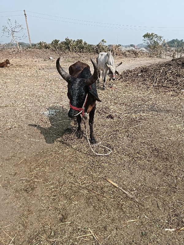 ગોઢલો વેચવાનો છ...