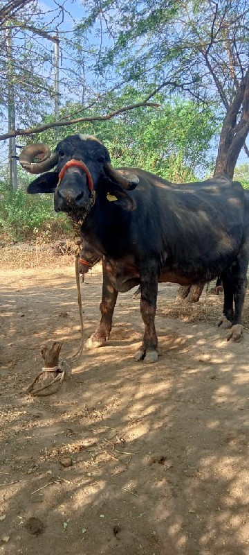 ભેંસ વેચવાની છે