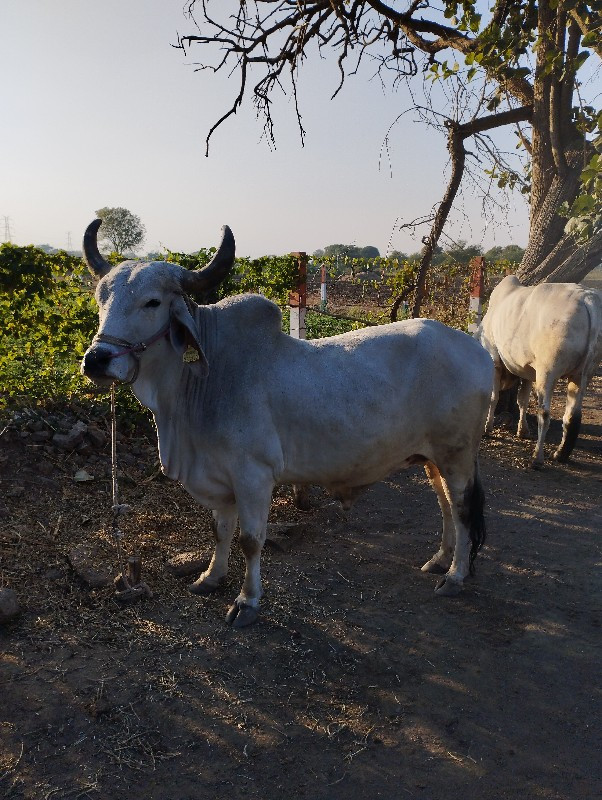 પિલિ ધર નો ઘોઢલ...