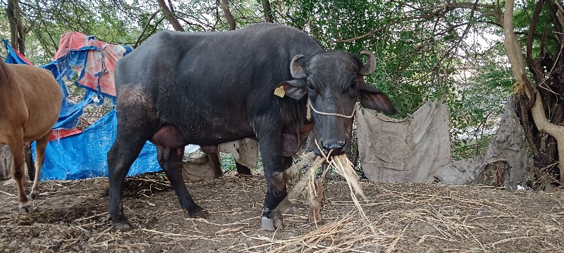 પેલવેત્રી ખડેલી...