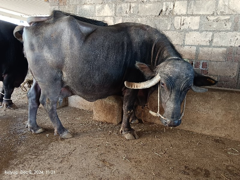 ભેસ વેચવાની છે.