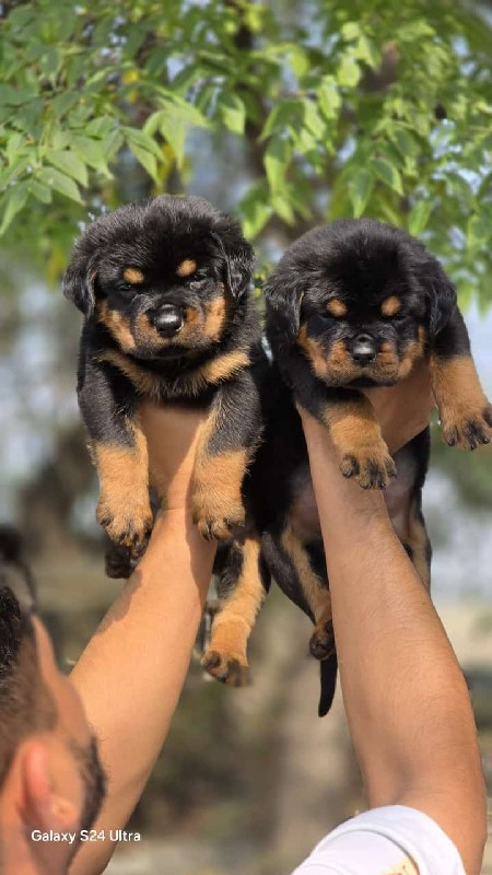 Rottweiler male...