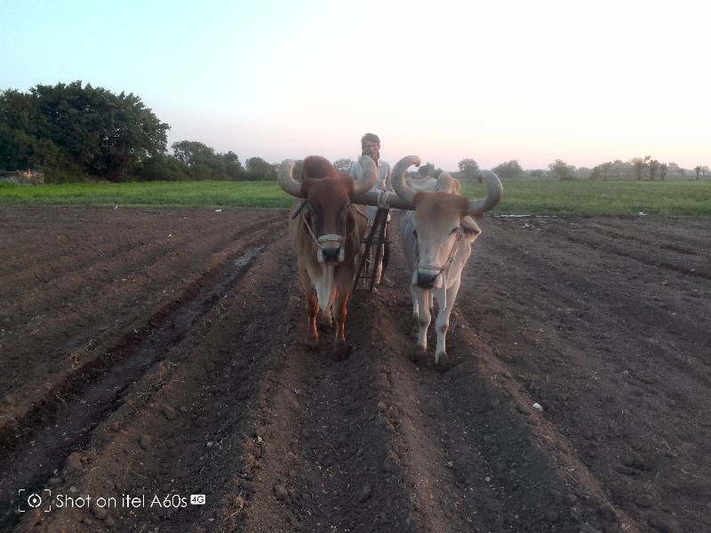 આ બળદ વેચવાના છ...