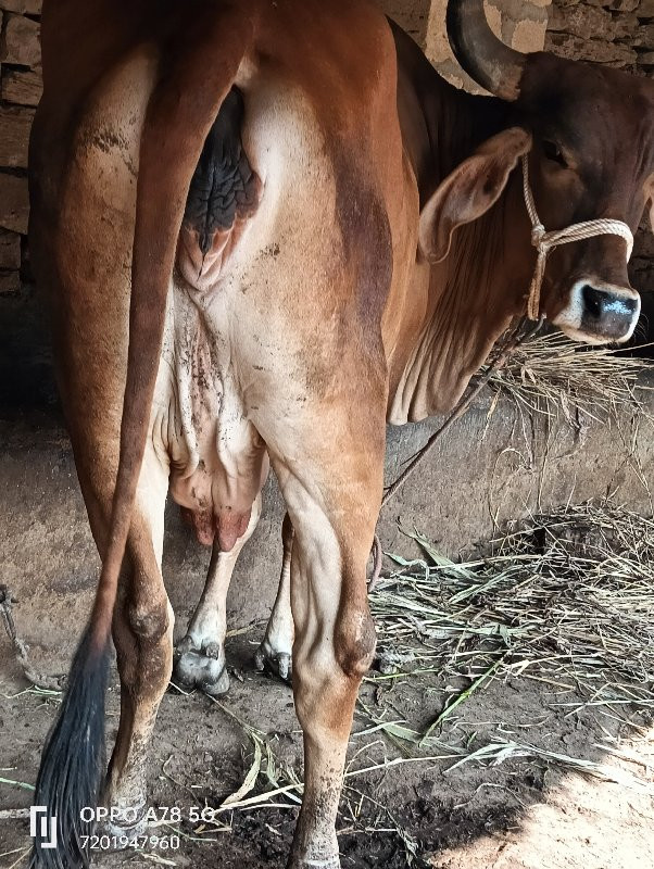 ગાય વેચવાની છે