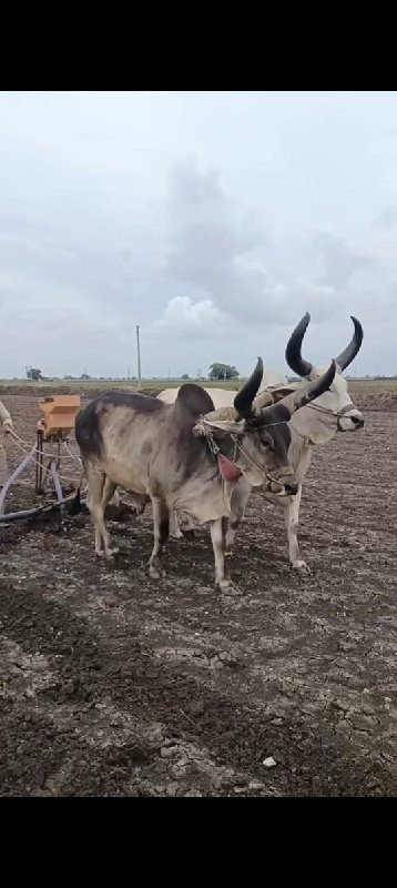 બળદ વેચવા ના છે...