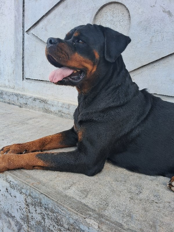 Rottweiler fema...