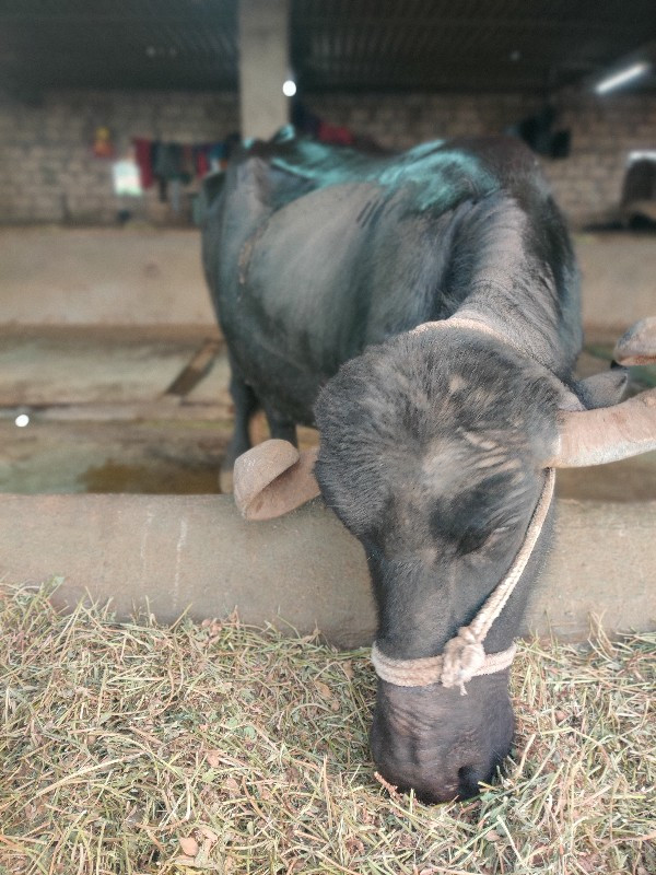 ગાભણ‌ ભેંસ વેચવ...