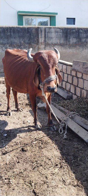 પેલું વેતર ઘરની...