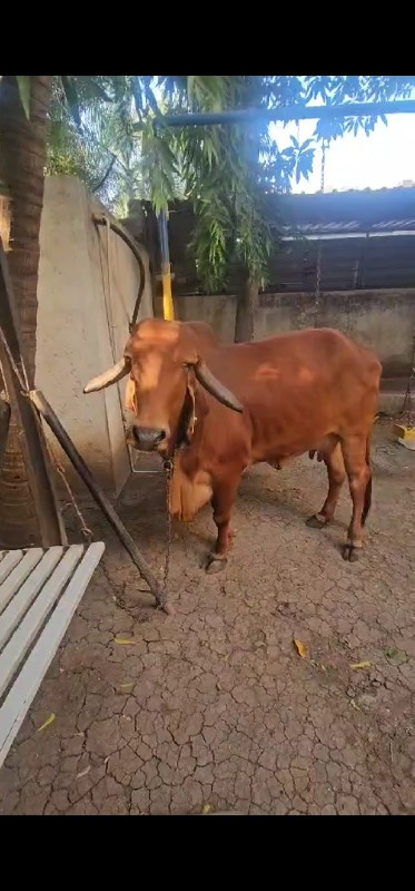 ગીર ગાય 🐄 વેચવા...