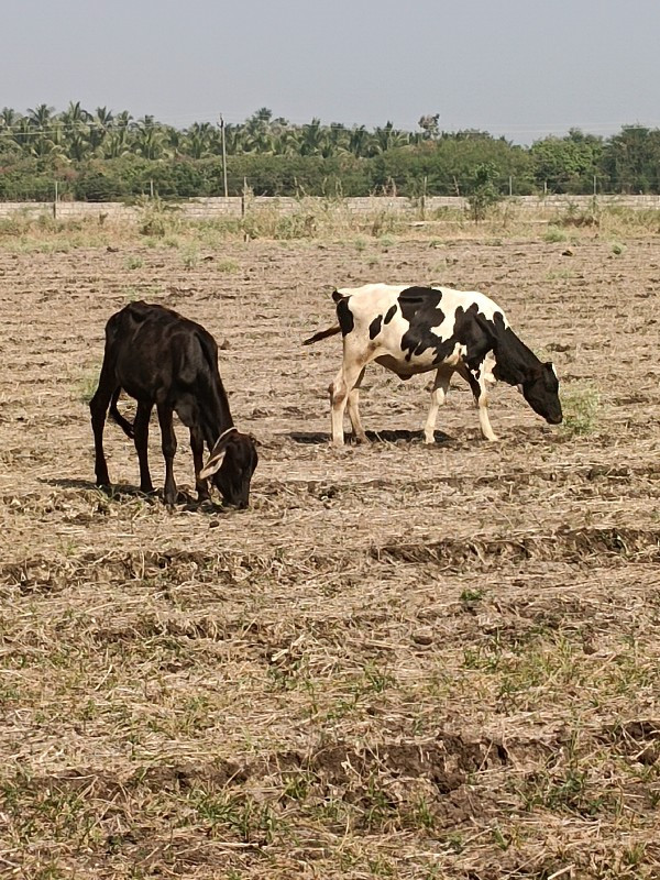 વાછરીઓ વેચવાની...