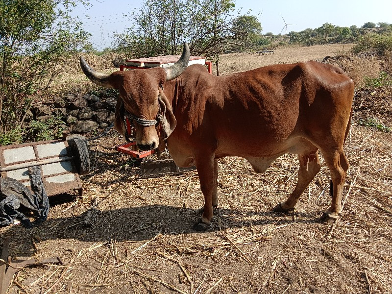 ગાય