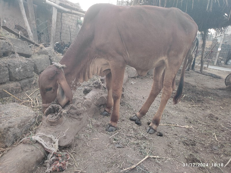 ઓરિજનલ ગીર વાસડ...