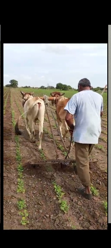 ગોઢલાં વેચવાના...