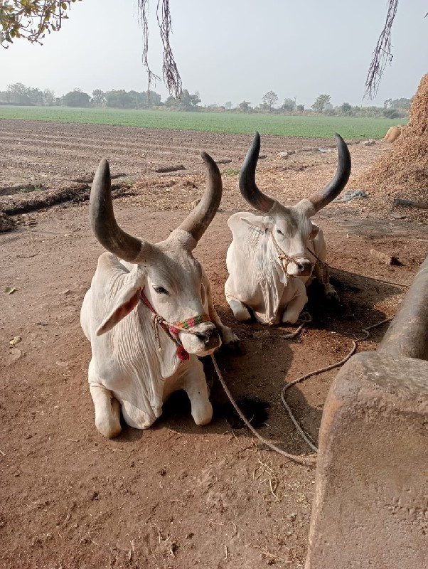 બળદ વેચવાના છે