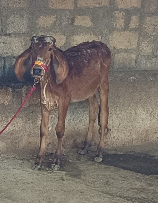 વાછડી દેવાની છે