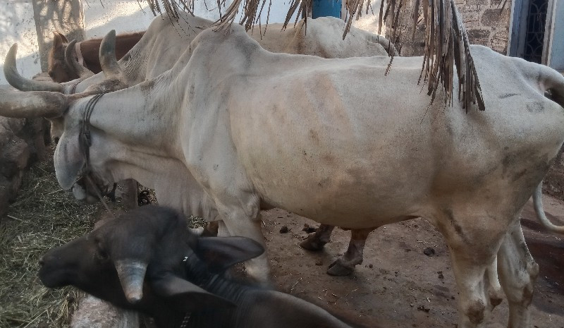 બરદ વેચવાના છે