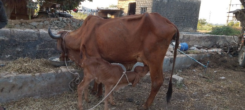 ગાય વેચવાની છે