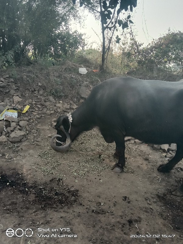 ચોથુ વેતર