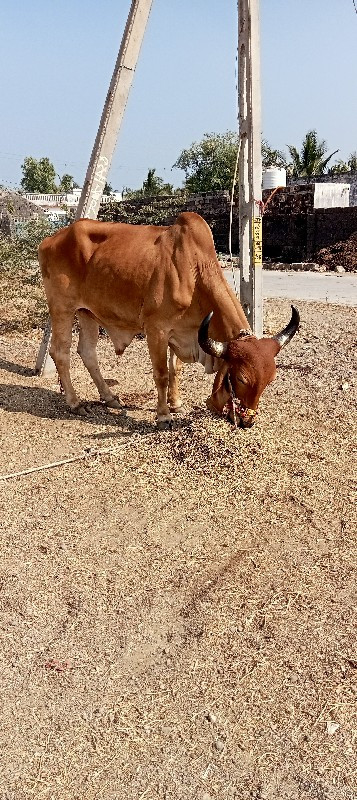 bada deshon se