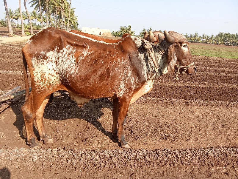 બળદ વેચવા ના છે