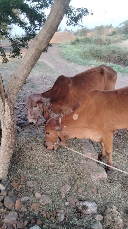 વાછડા વેચવાના છ...