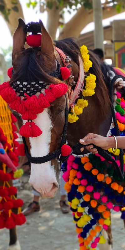 આ ઘોડી તાત્કાલિ...