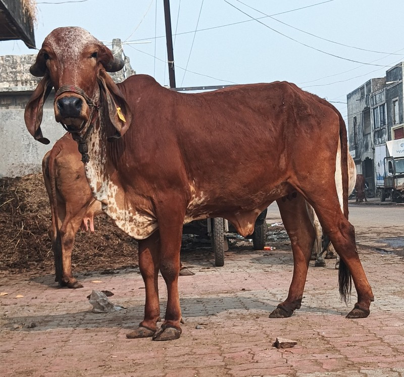 ગાય