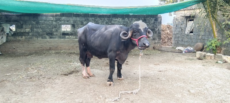 પેલુ વેતર સે